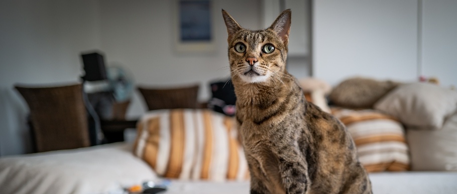 savannah cat