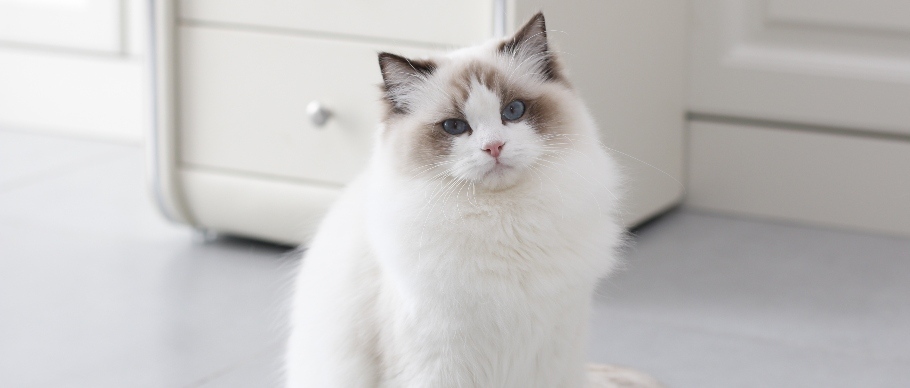 ragdoll cat