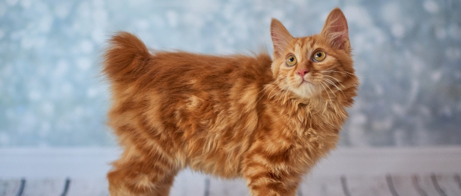 american bobtail