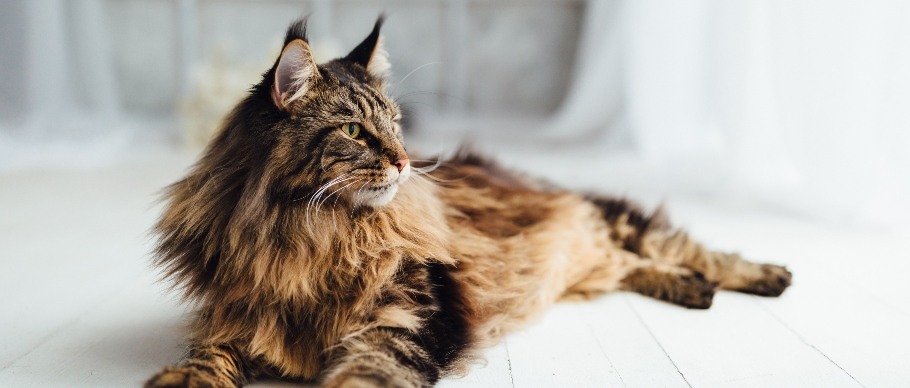 maine coon cat on floor