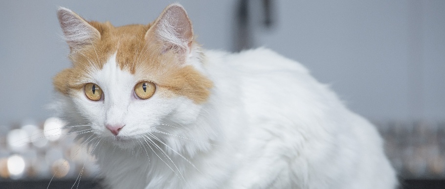 turkish van