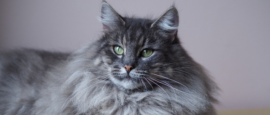 norwegian forest cat