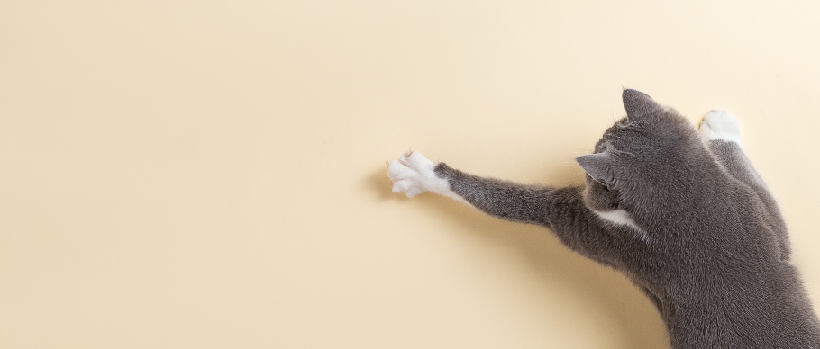 cat reaching across wall