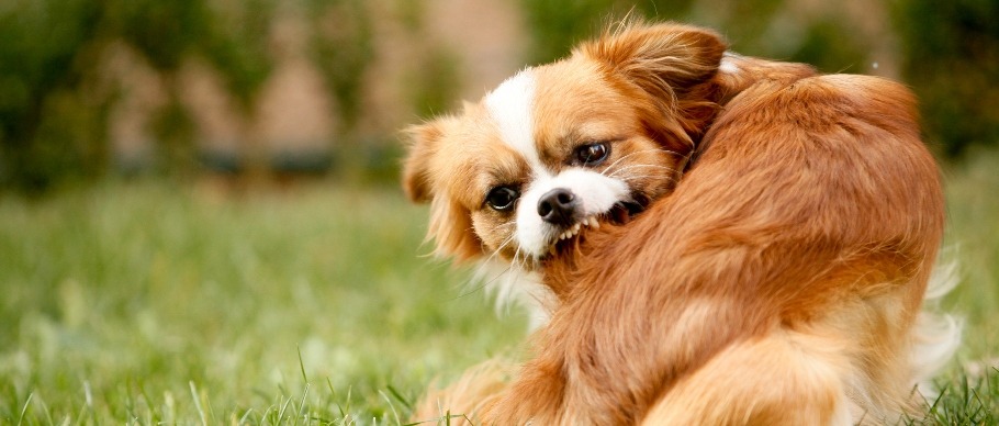 pekingese aggressively scratching fur