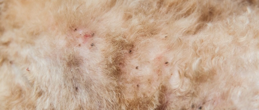  fleas on dog’s skin