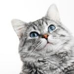 7 Quirky Kitty Habits