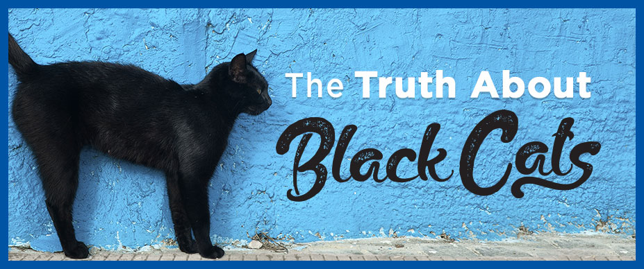 Black Cat Meaning: Myths and Facts