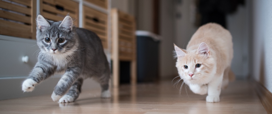 Cat Zoomies: The Bizarre Behavior Explained