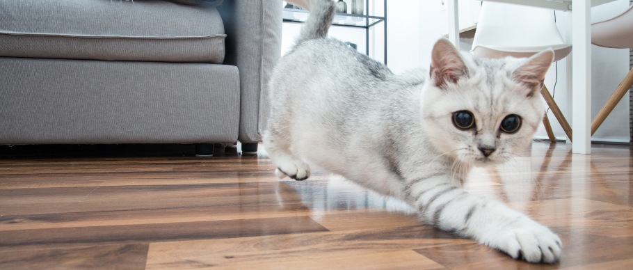 white bengal kitty playing