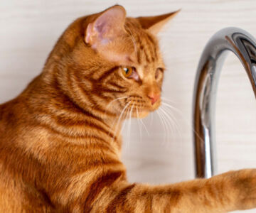 Cats and Water: The Mysterious Relationship