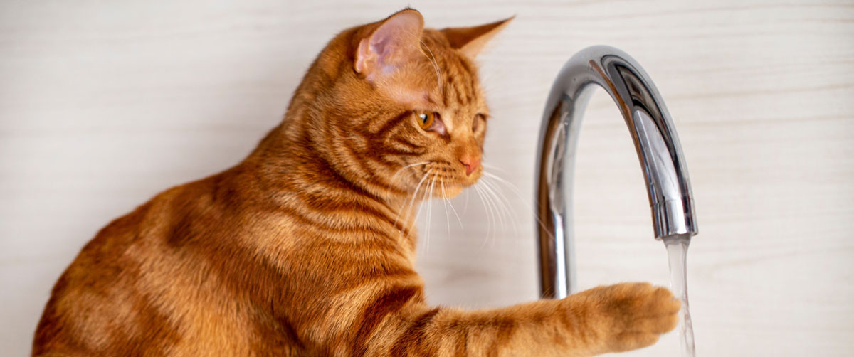 Cats and Water: The Mysterious Relationship