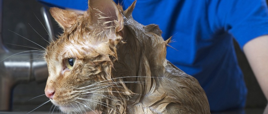 cat getting bath