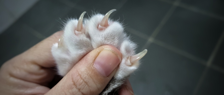 cat's claws stretched out