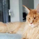 Large Cat Breeds