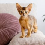 Small Cat Breeds That Stay Little