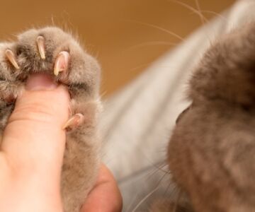 Trim Cat Nails