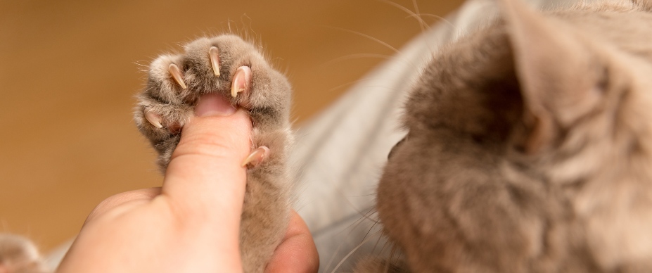 Trim Cat Nails