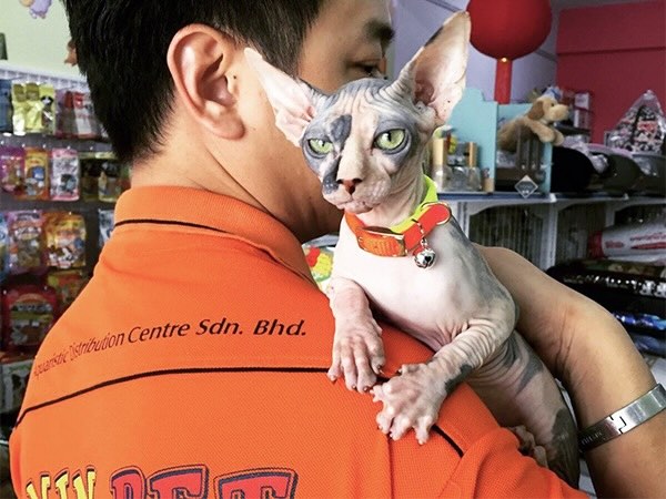 Vin Pet Taman Daya Cat