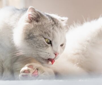 What Are Cat UTI Symptoms