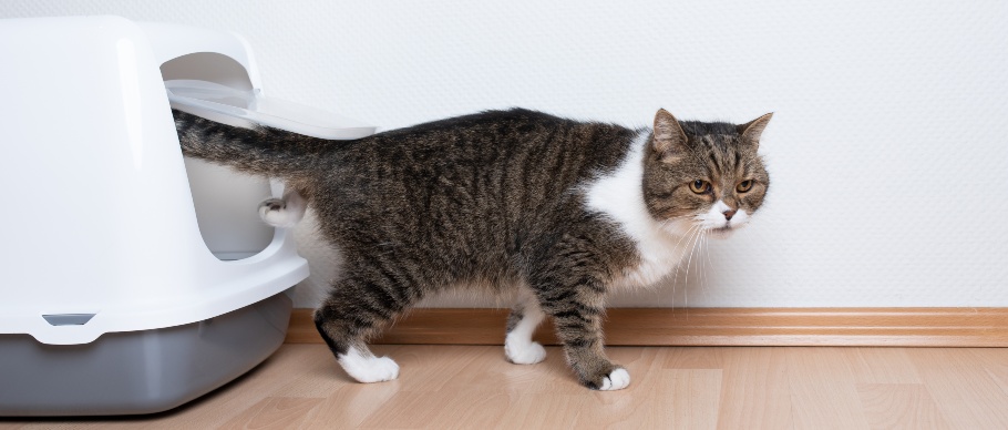 cat walking out of a litter box